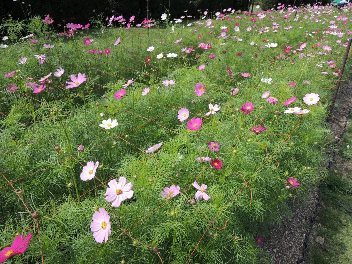 植物園に行って来ました11（山野草講習会）