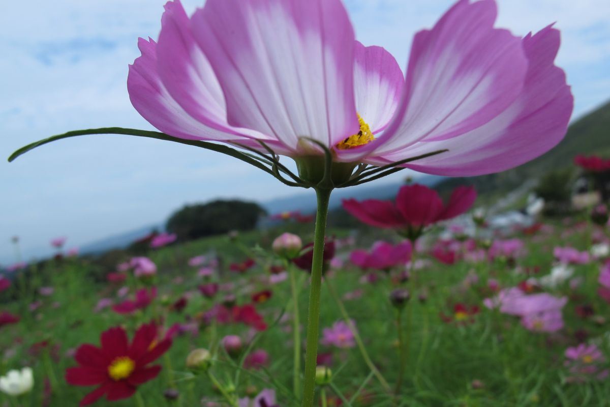 秋桜