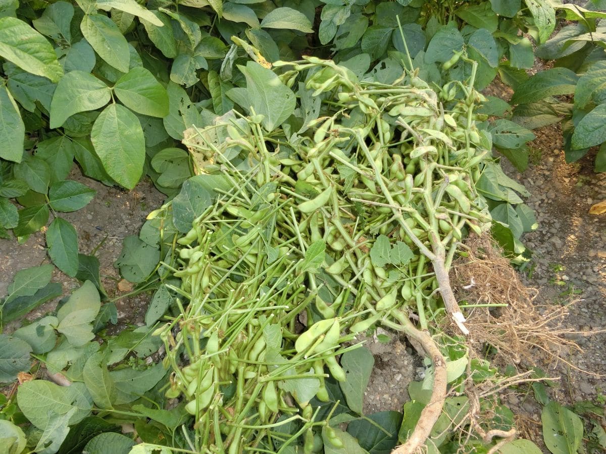 この頃　花より野菜。