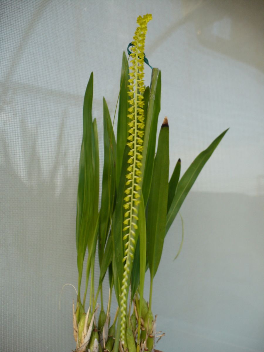 Dendrochilum