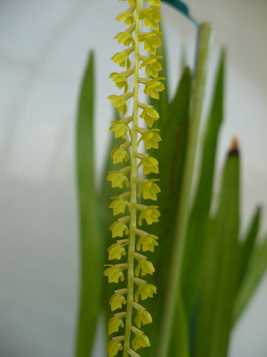 Dendrochilum