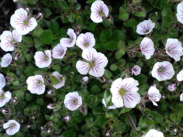 白い小さな花達