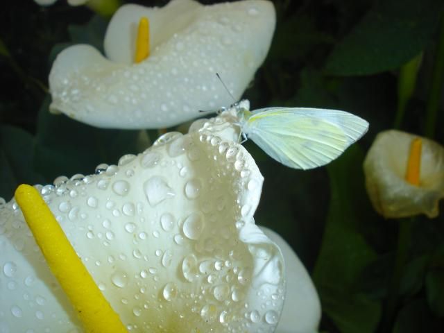 雨上がりの白花