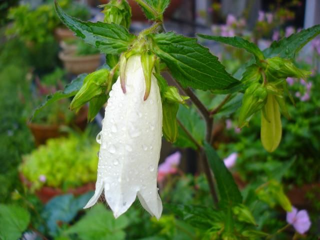 雨上がりの白花