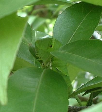 アゲハくらぶ（拡大厳禁）