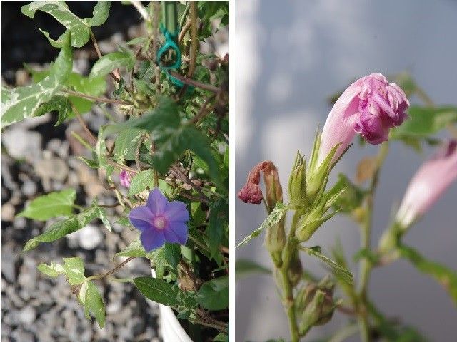 我が家も百日朝顔