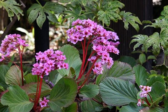 【植物図鑑】マツバボタンなど4種類の情報追加