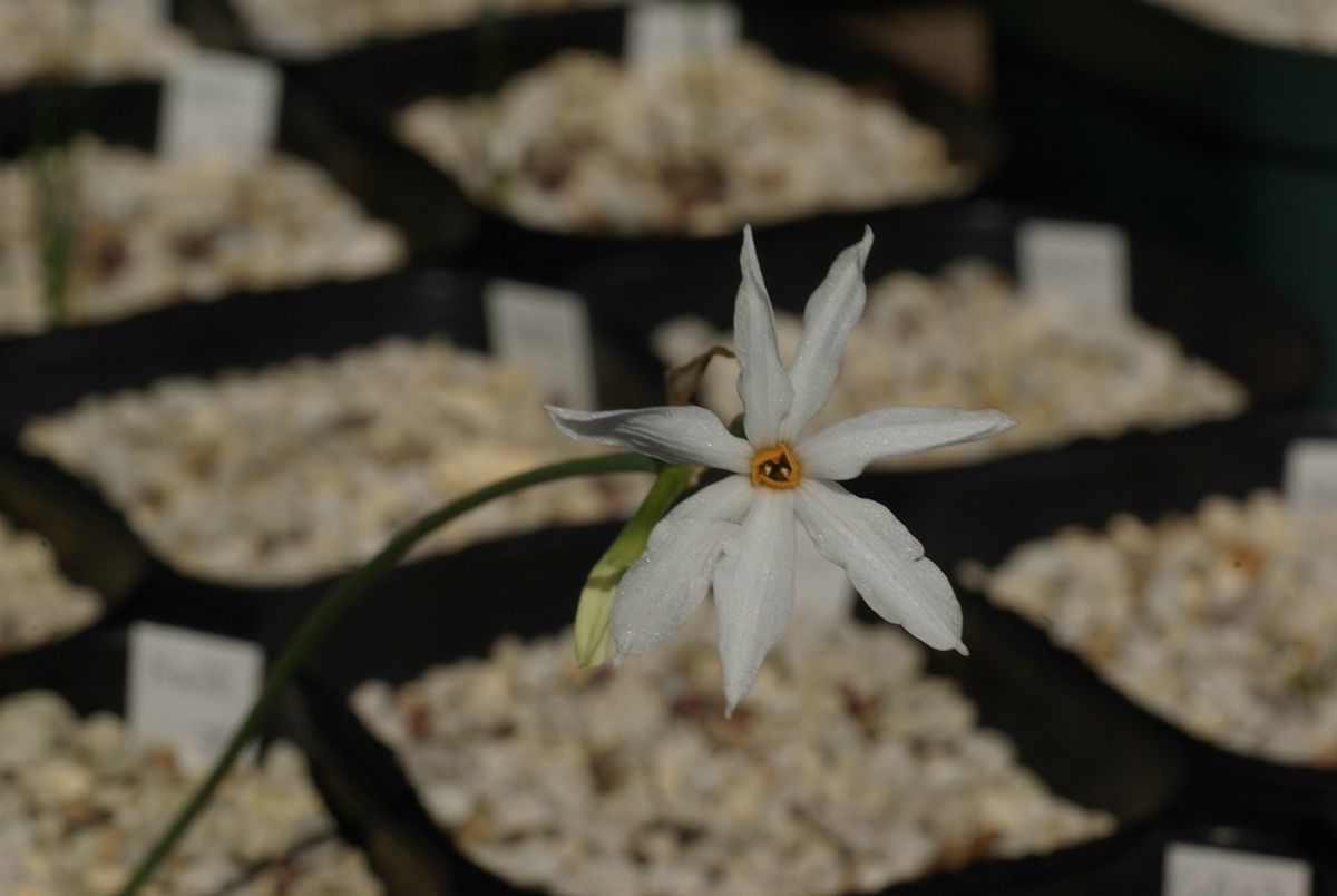 緑色の花のスイセン