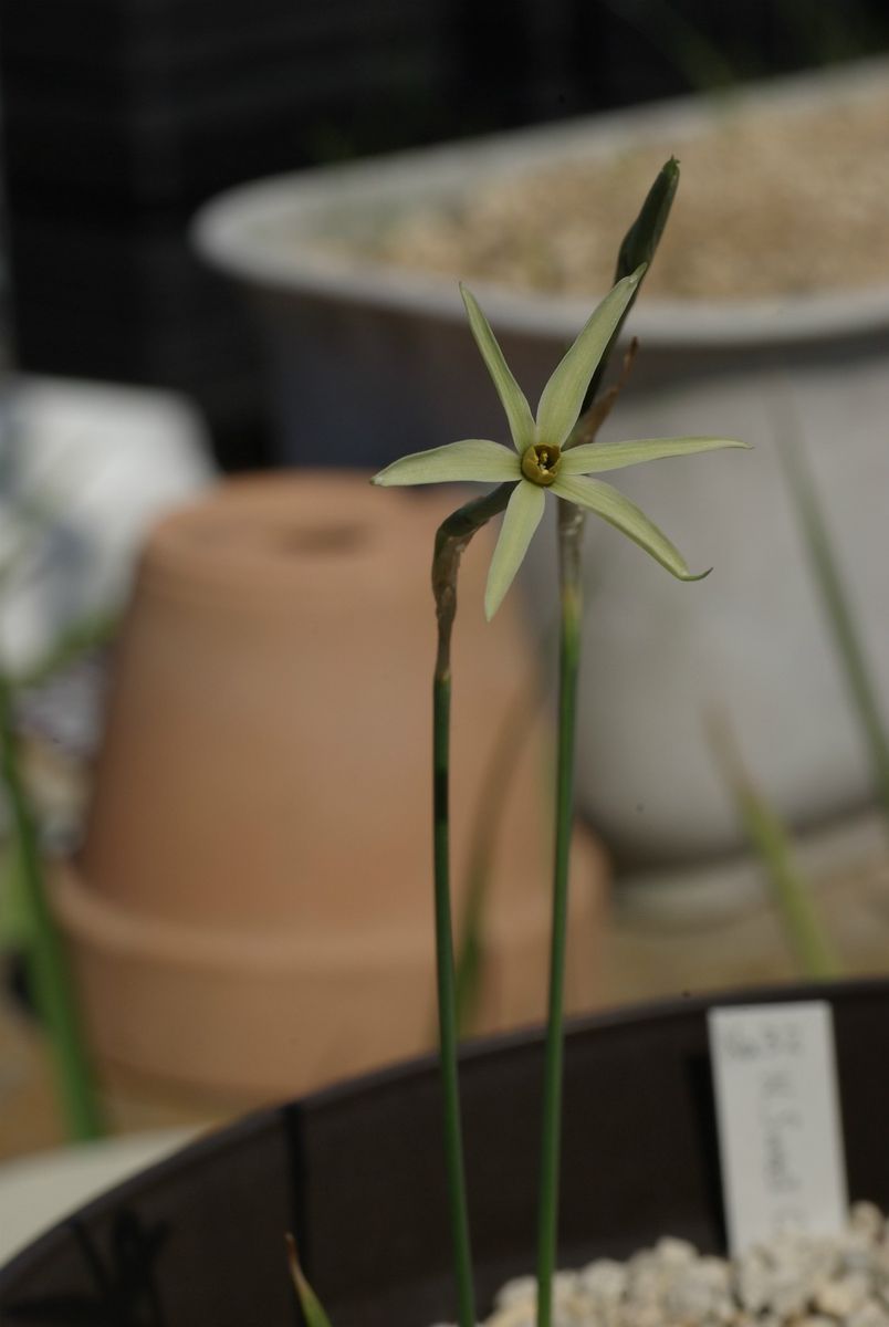 緑色の花のスイセン