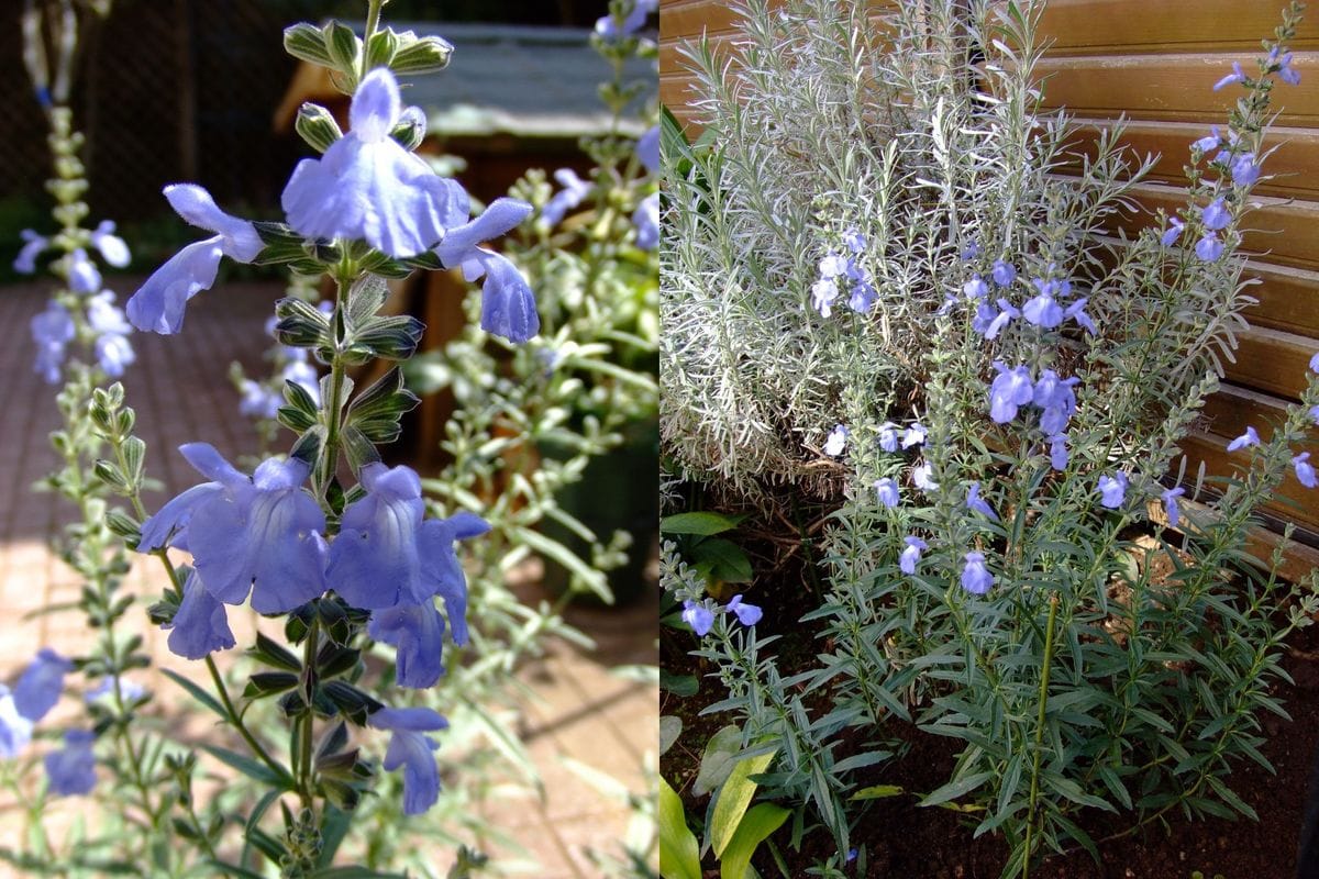 シンビジュームの開花と苗の植え付け