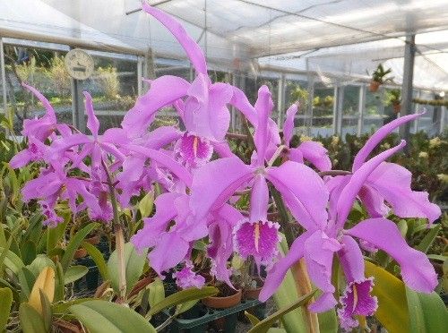 Cattleya maxima