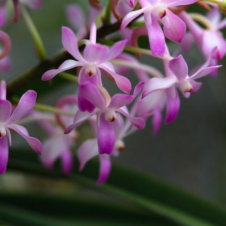 Vandachostylis Lou Sneary