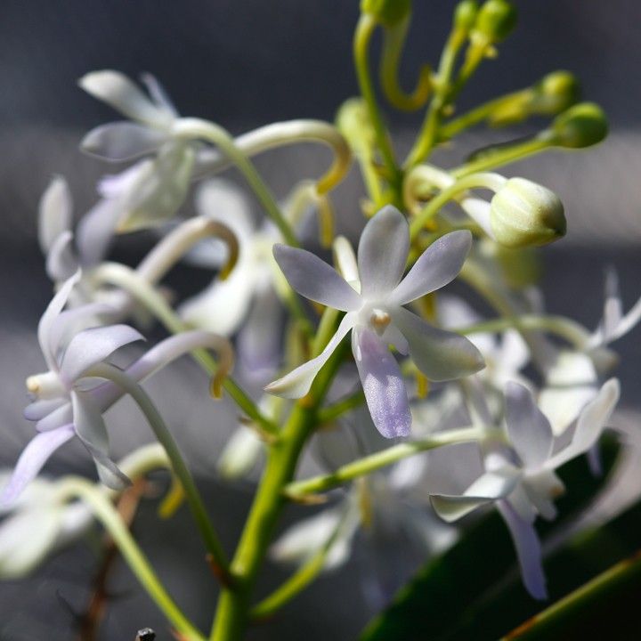 Vandachostylis Lou Sneary