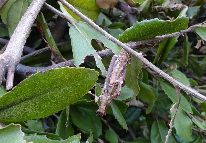 ツマアカに注意（２枚目は虫）