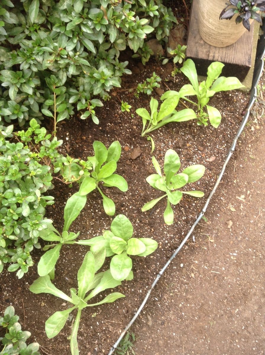 植えた！植えた！植えた！！