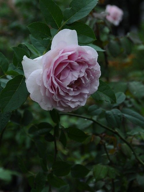 秋のデルバールの花