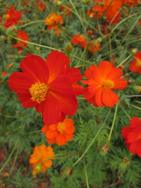 秋の1日、大船植物園。