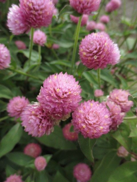 秋の1日、大船植物園。