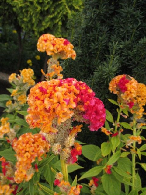 秋の1日、大船植物園。