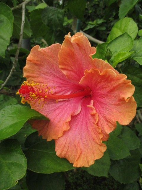 大船植物園(温室編)。