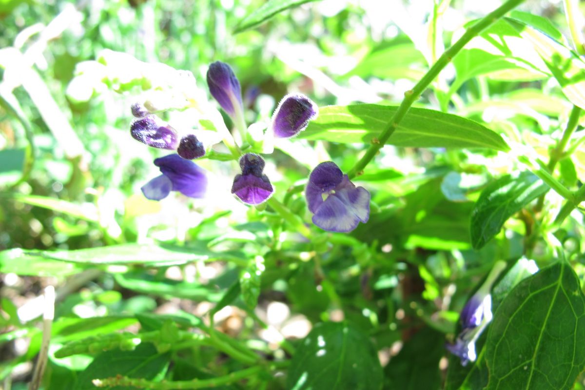 来年の花芽