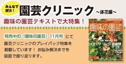 「園芸クリニック～鉢花編～」テキスト11月号で大特集！