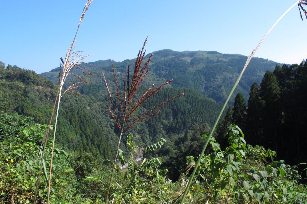 秋の野山