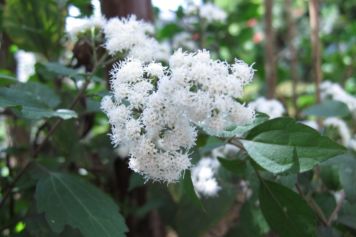 庭の花