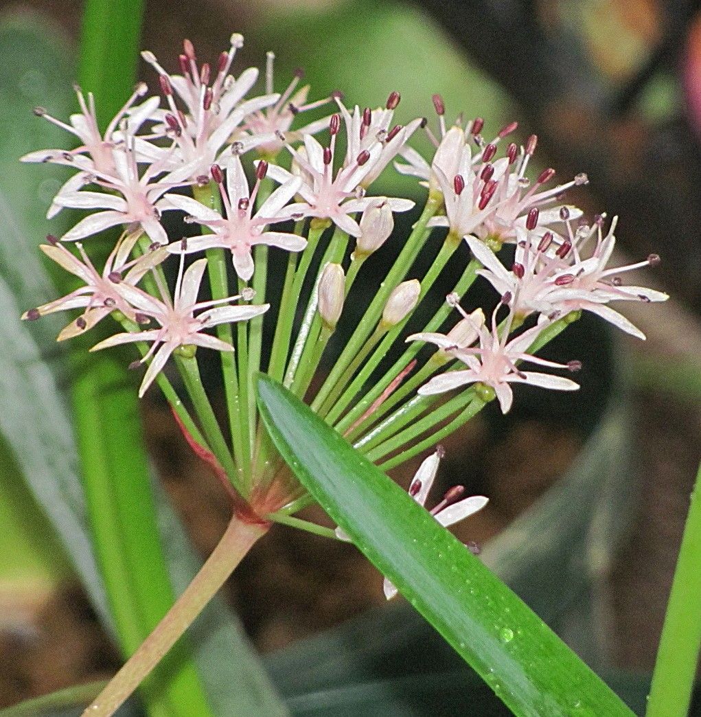 球根の花