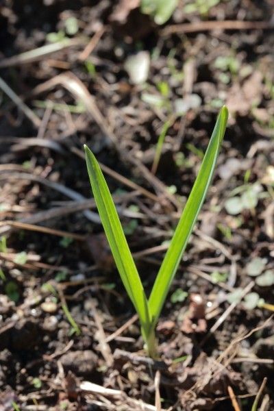 ラッキョウには花が