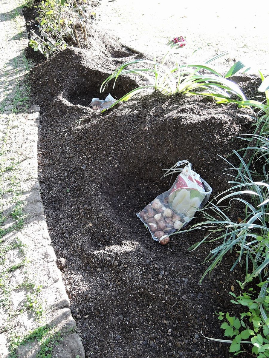 植替え開始！