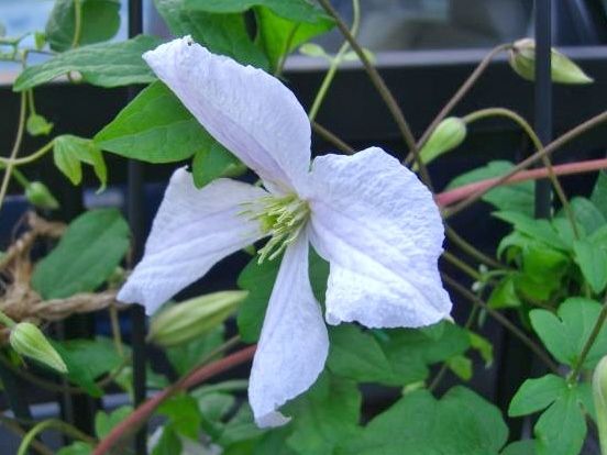 ちょっとおかしな花色