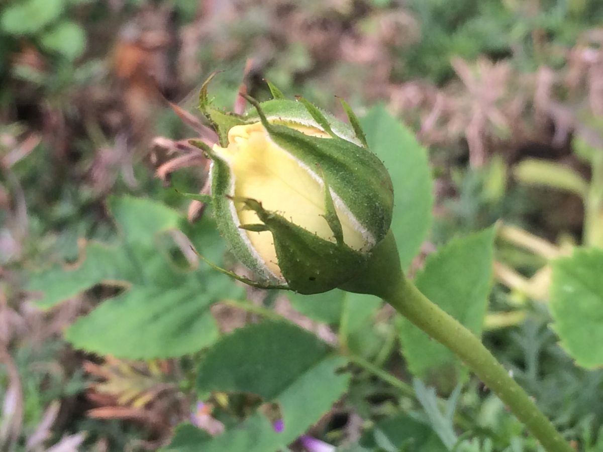 小さな花壇