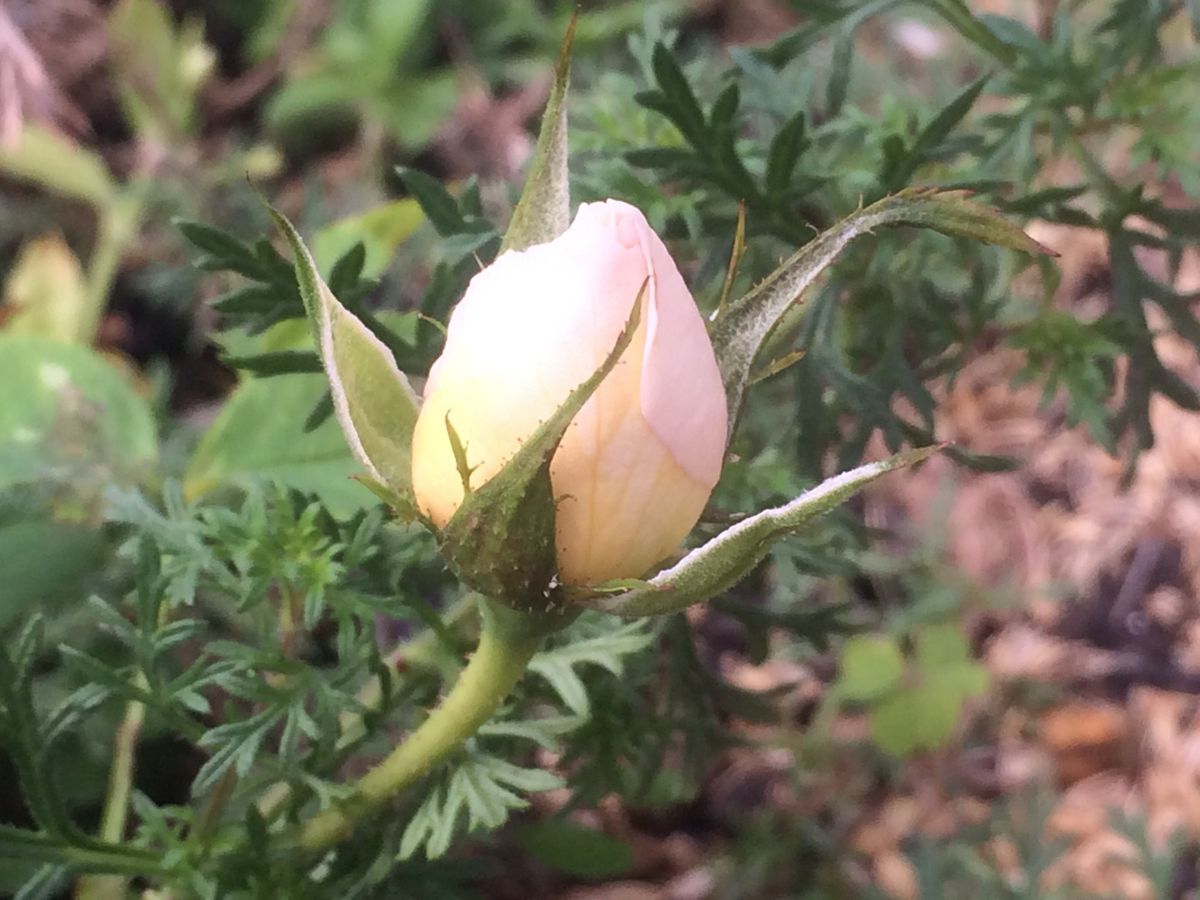 小さな花壇