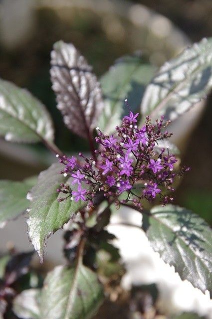 ウツボ君室内窓辺へ