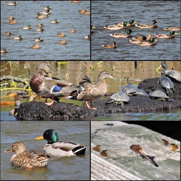 渡り鳥の季節到来。ウォーキングMS③262日目