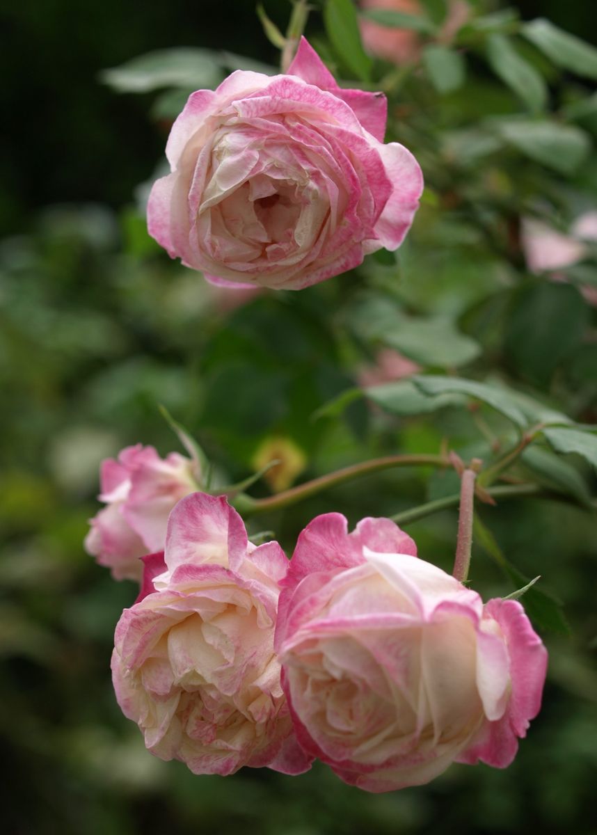 広島市植物公園の薔薇