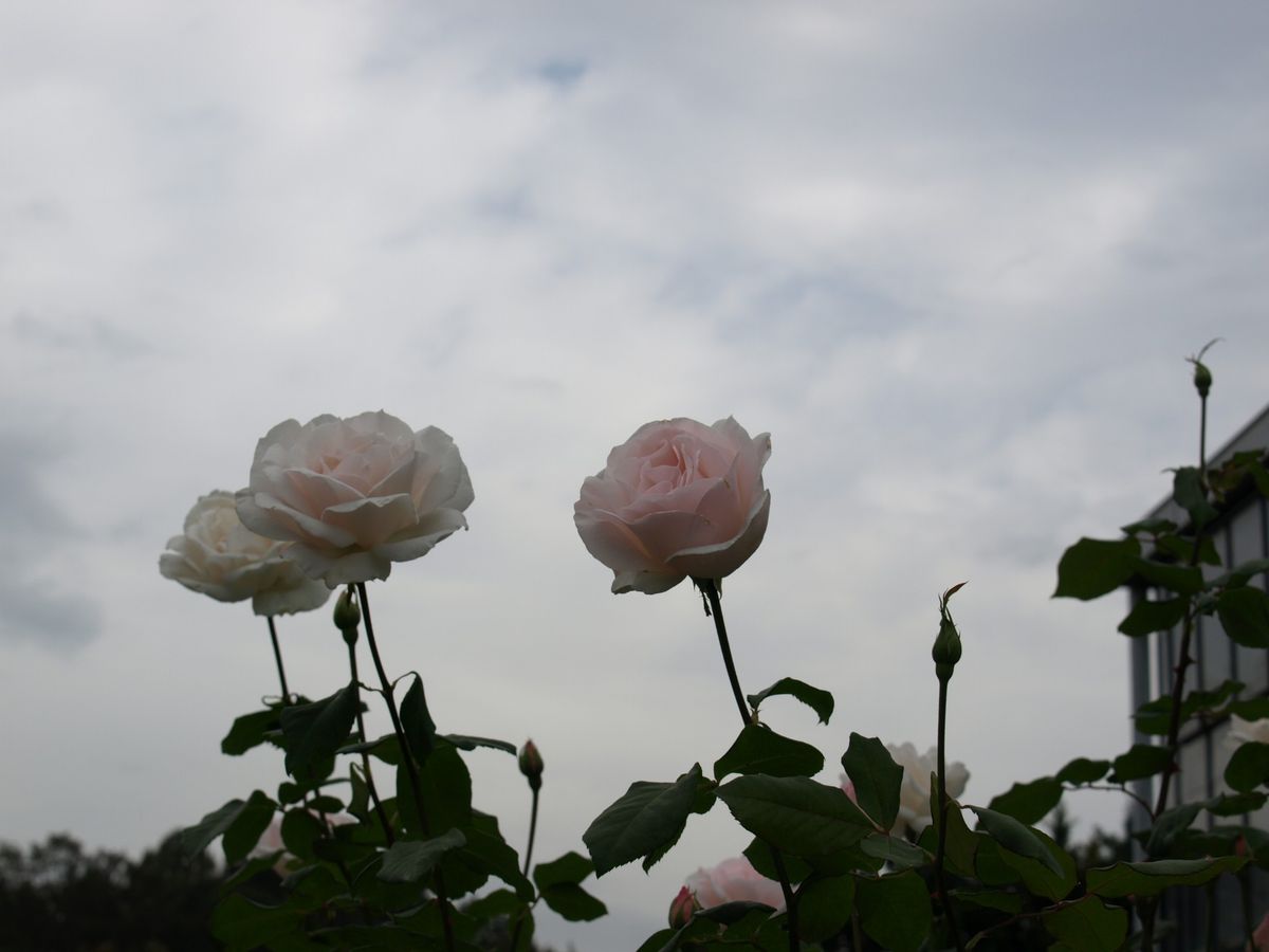 広島市植物公園の薔薇