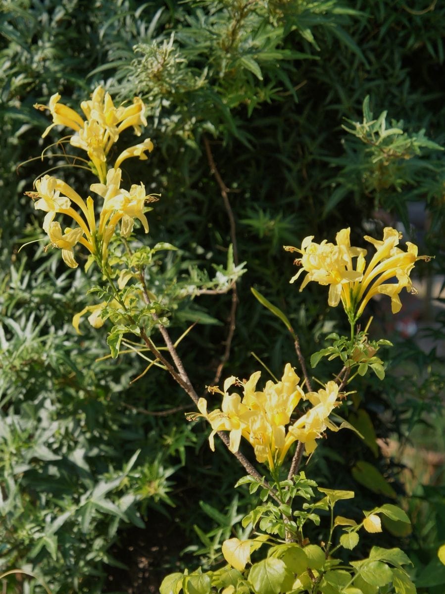 夏の名残で黄色が綺麗