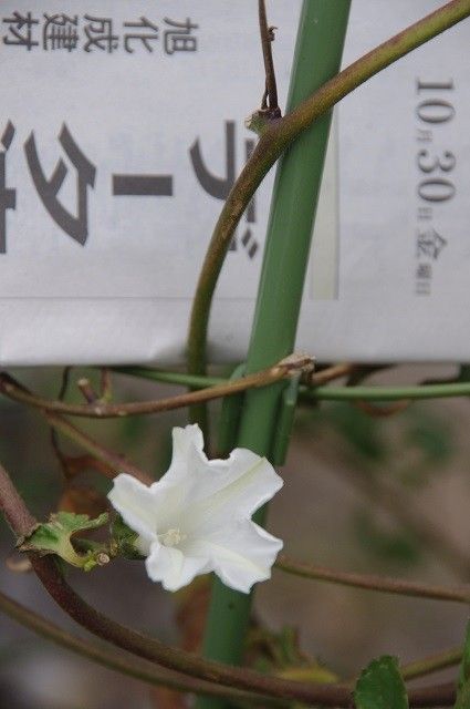 いづれも百日朝顔