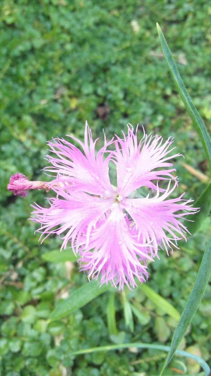 今年最後の花？