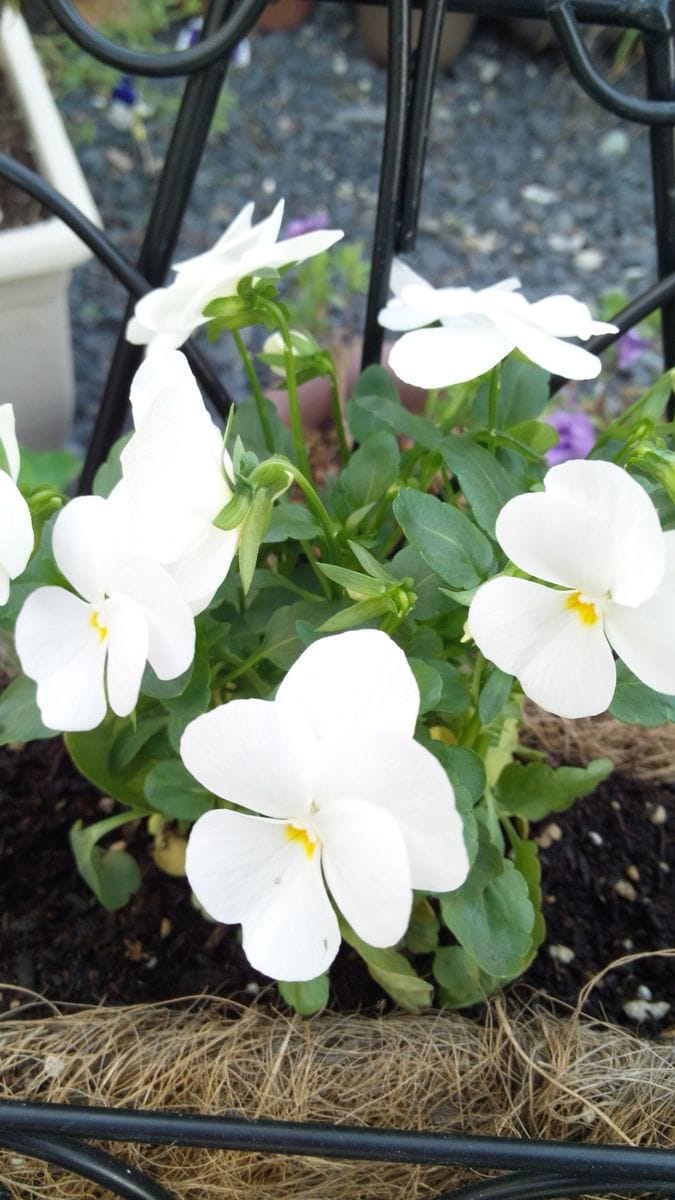 今年最後の花？