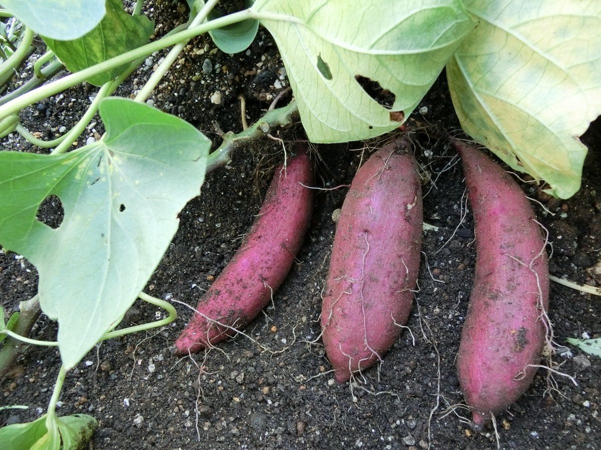 秋～冬の野菜