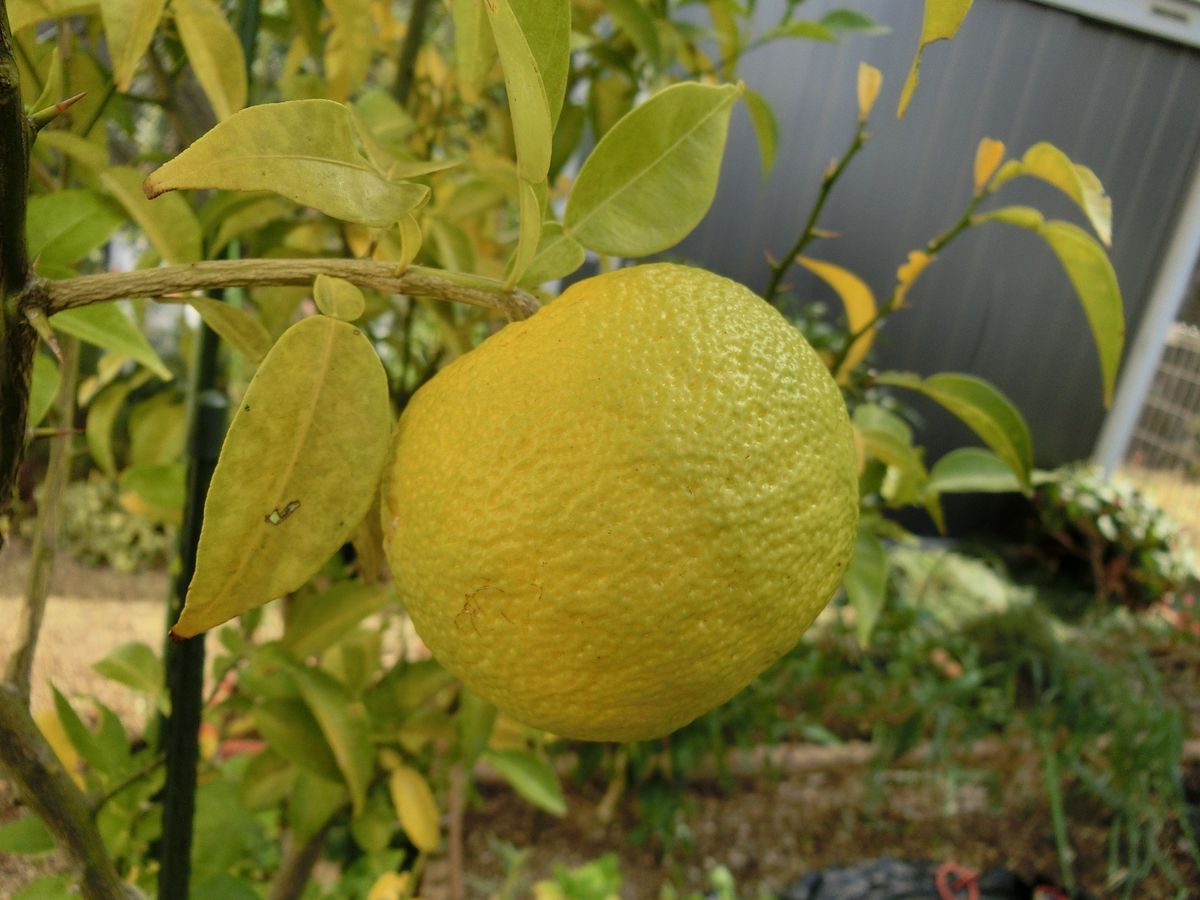 秋～冬の野菜