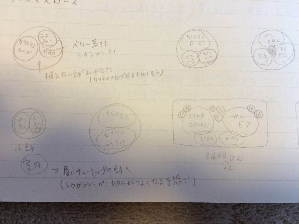 チューリップの球根の植え込み、すべりこみセーフ？！