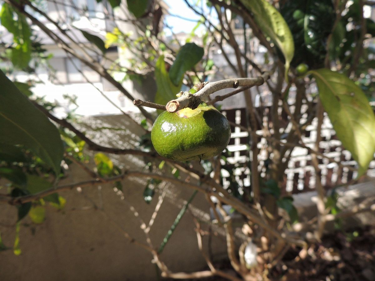 黄色い椿・金花茶の実