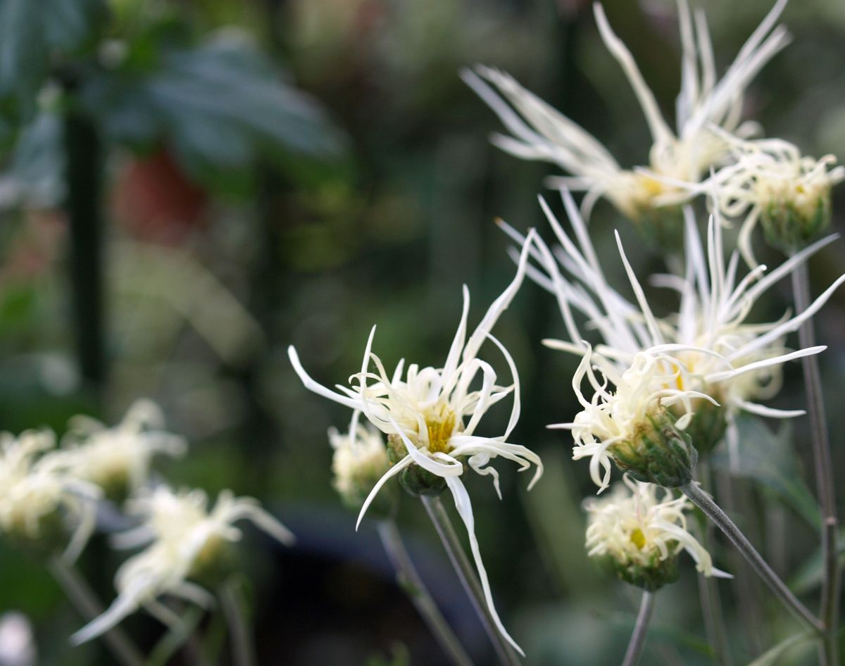 普段着の菊？