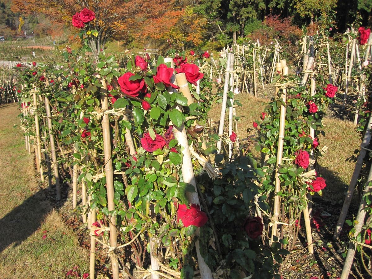 東沢バラ公園。