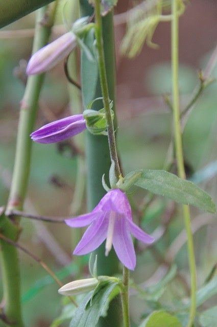 頑張ってる花たち