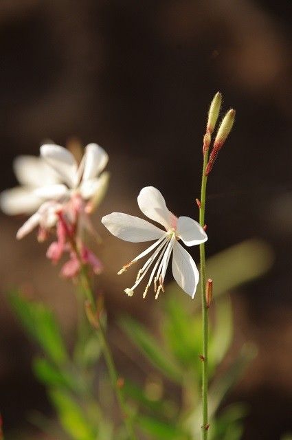 頑張ってる花たち